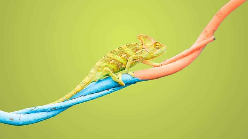 Chamäleon auf Ast in verschiedenen Farben